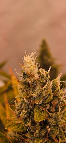 Growreport Bild 6