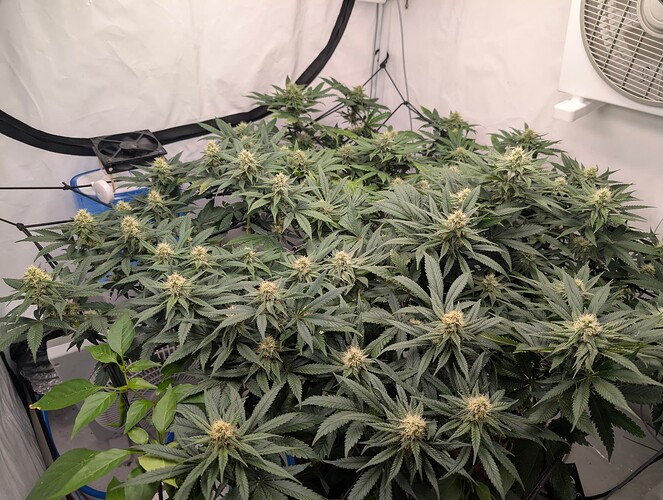 PXL_20250805_103249301.RAW-01.COVER