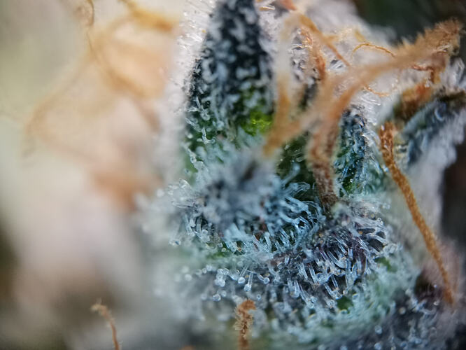 Growreport Bild 20