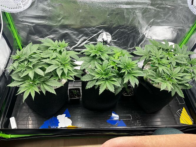 Growreport Bild 1