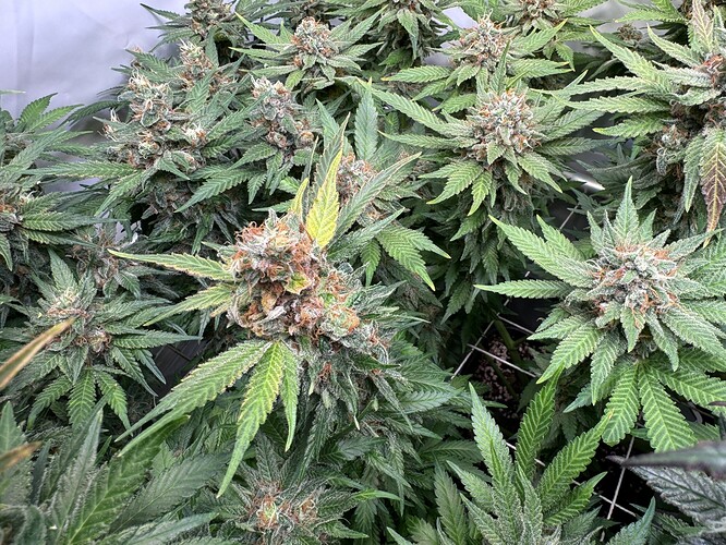 Growreport Bild 12