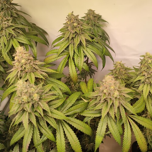 Growreport Bild 1