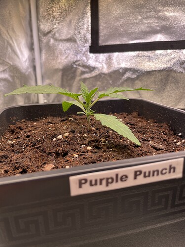 Growreport Bild 9