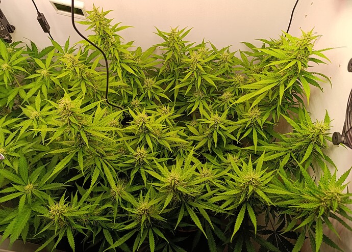 Growreport Bild 1