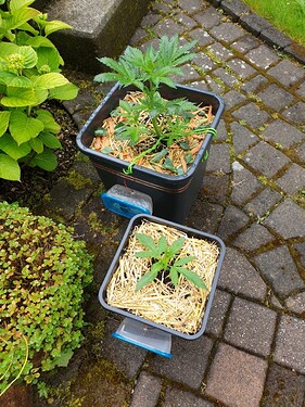 sticky und nl