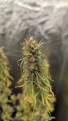 Growreport Bild 4