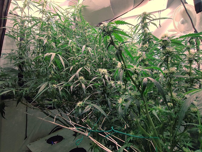 Growreport Bild 9