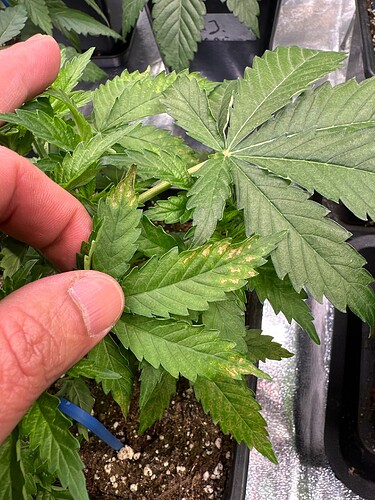 Growreport Bild 3