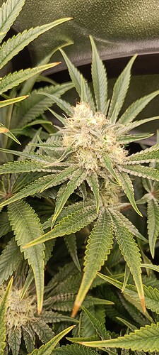 Growreport Bild 5