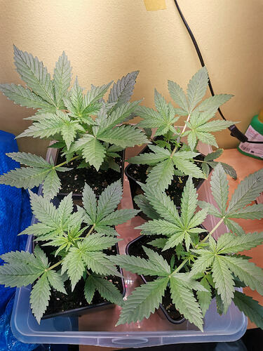 Lucky Hemp LT17 (2)