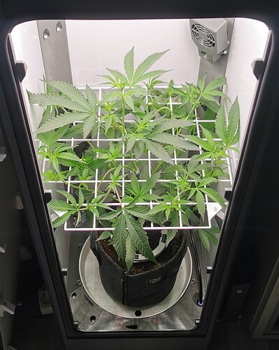 IMG_20240517_191042_edit_92329700500493