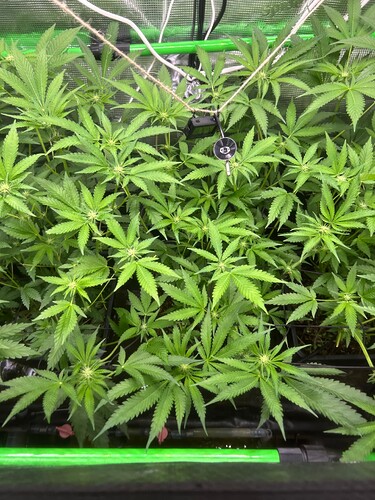 Growreport Bild 40