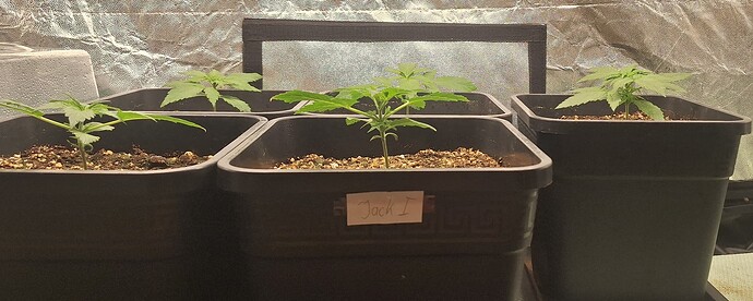 Growreport Bild 5