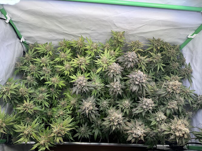 Growreport Bild 29