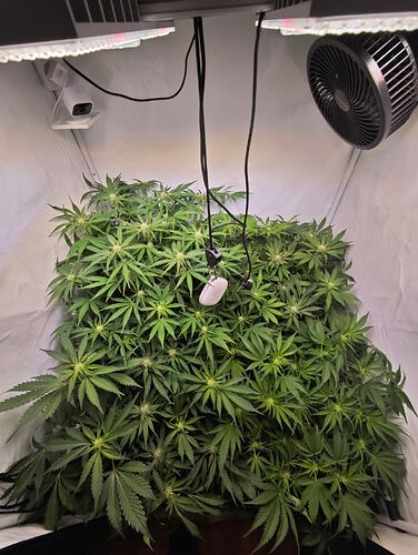 Growreport Bild 5