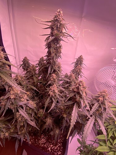 Growreport Bild 29