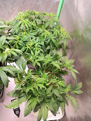 Growreport Bild 4