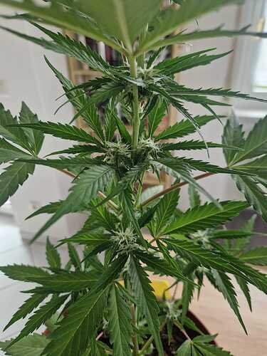 WhatsApp Image 2024-05-24 at 16.08.17 (4)