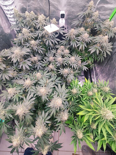 Growreport Bild 32