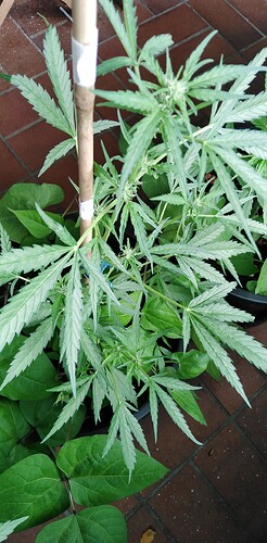 Growreport Bild 5