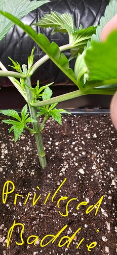 Growreport Bild 15