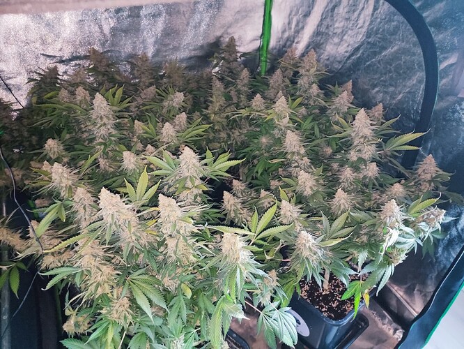 Growreport Bild 33