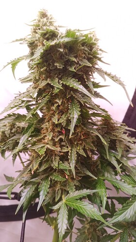 Growreport Bild 9