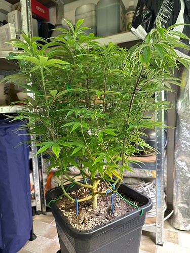 Growreport Bild 32