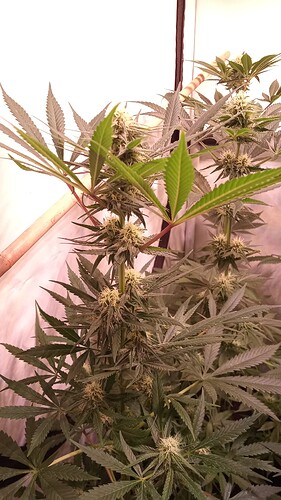 Growreport Bild 50