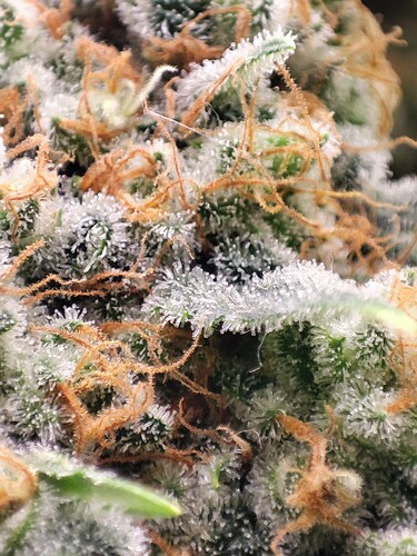 Growreport Bild 30
