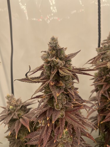 Growreport Bild 9
