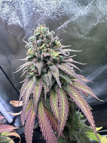 Growreport Bild 6
