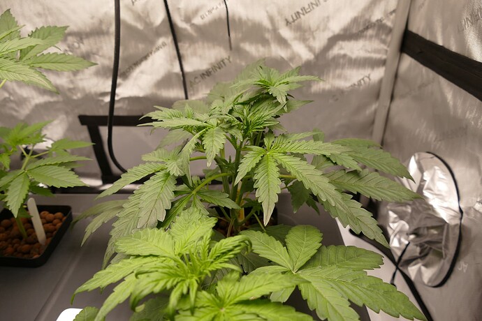 Growreport Bild 4