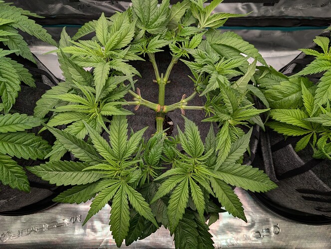 Growreport Bild 10