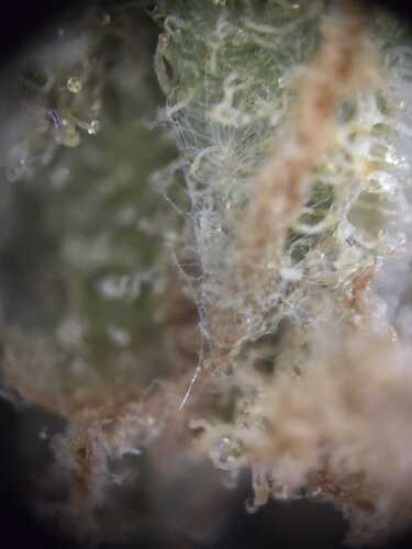 Growreport Bild 8