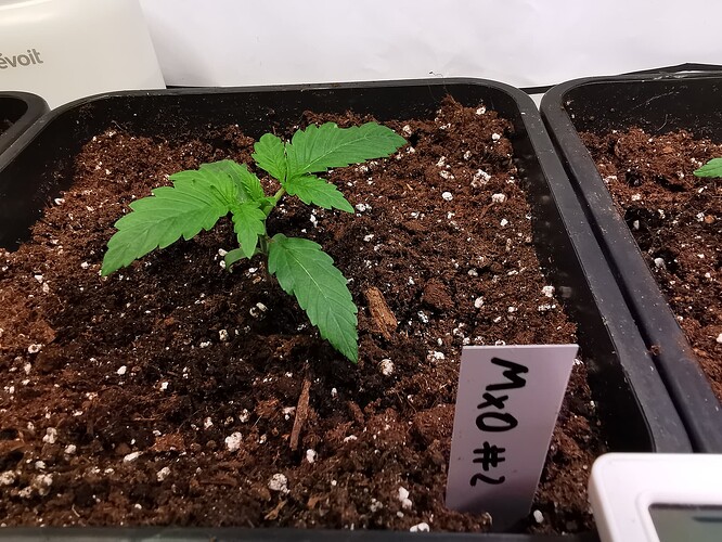 Growreport Bild 12
