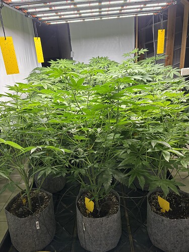 Growreport Bild 38