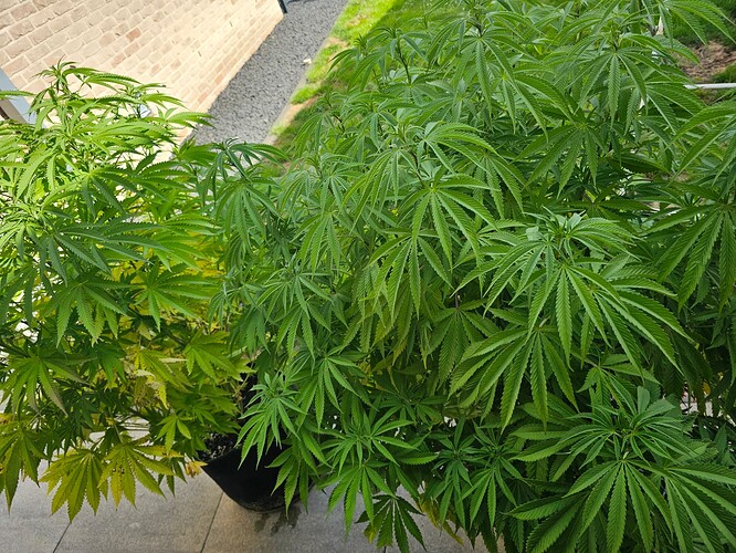 Growreport Bild 1