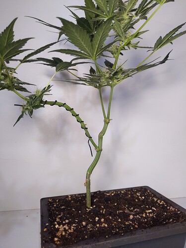 IMG_20240319_143959_257