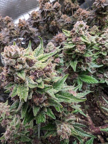 Growreport Bild 3