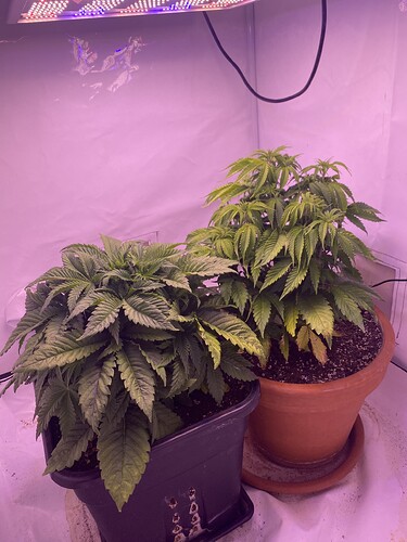 Growreport Bild 1