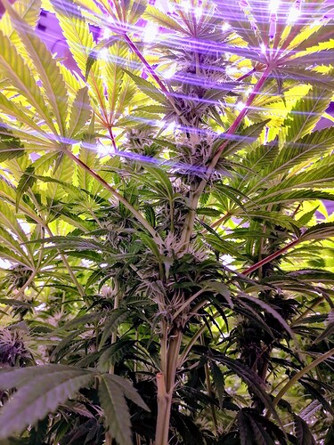 original_972aa078-fa8f-4cca-b611-6b21a07ee659_IMG_20240330_083626~2