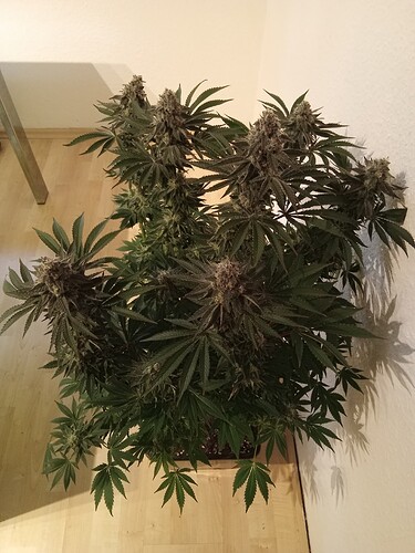 Growreport Bild 7