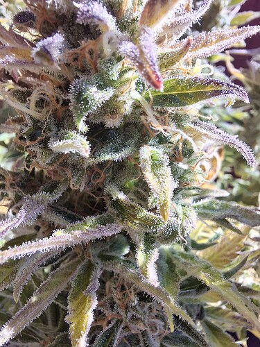 Growreport Bild 5