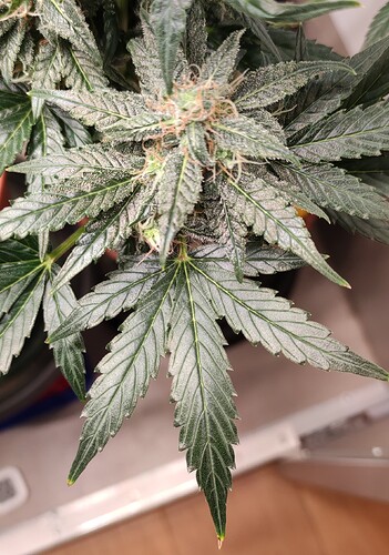 Growreport Bild 37