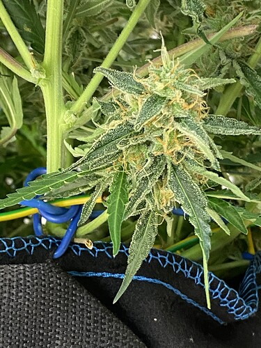 Growreport Bild 77