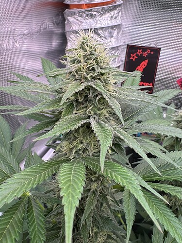 Growreport Bild 38