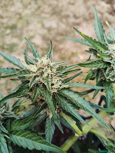 Growreport Bild 32