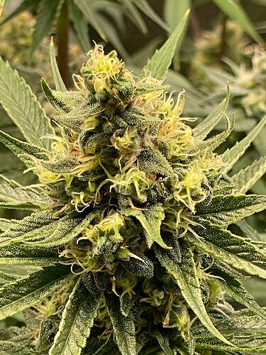 Growreport Bild 48