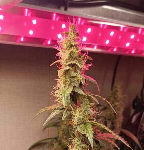 Growreport Bild 29